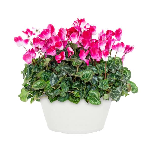 METROLINA GREENHOUSES 1 Gal. Cyclamen in Deco Table-Top Planter