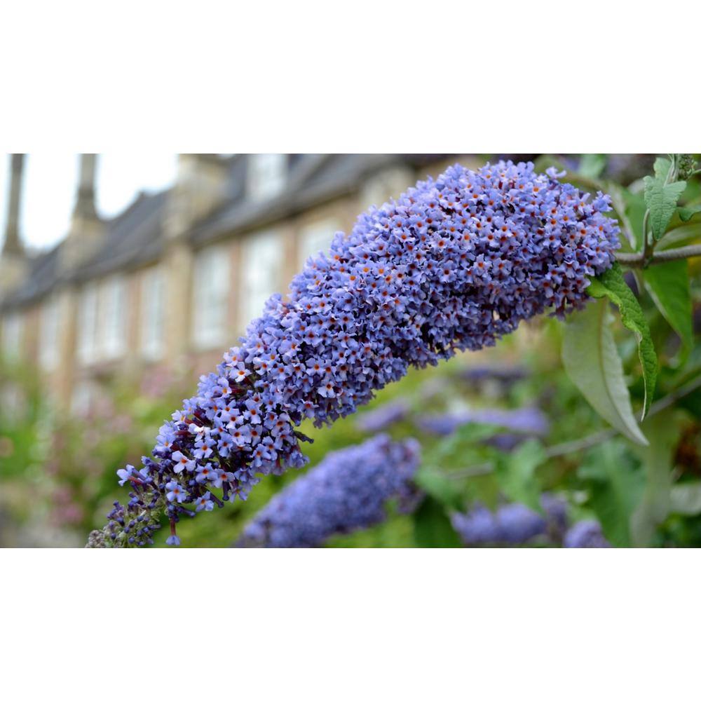 True Blue Butterfly Bush with Purple Flowers, 1 Quart