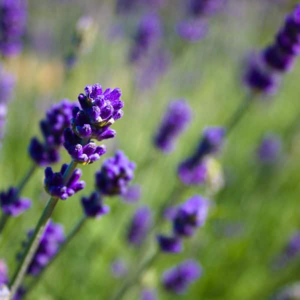 Alder & Oak #1 Container Hidcote English Lavender Shrub (4-Pack) LAHI01 ...