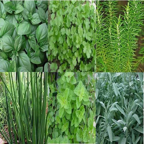 OnlinePlantCenter 3.5 in. Herb Garden Live Plant Package
