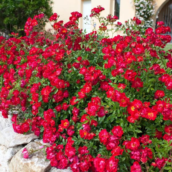 Drift 3 Gal. Red Drift Rose Bush with Red Flowers