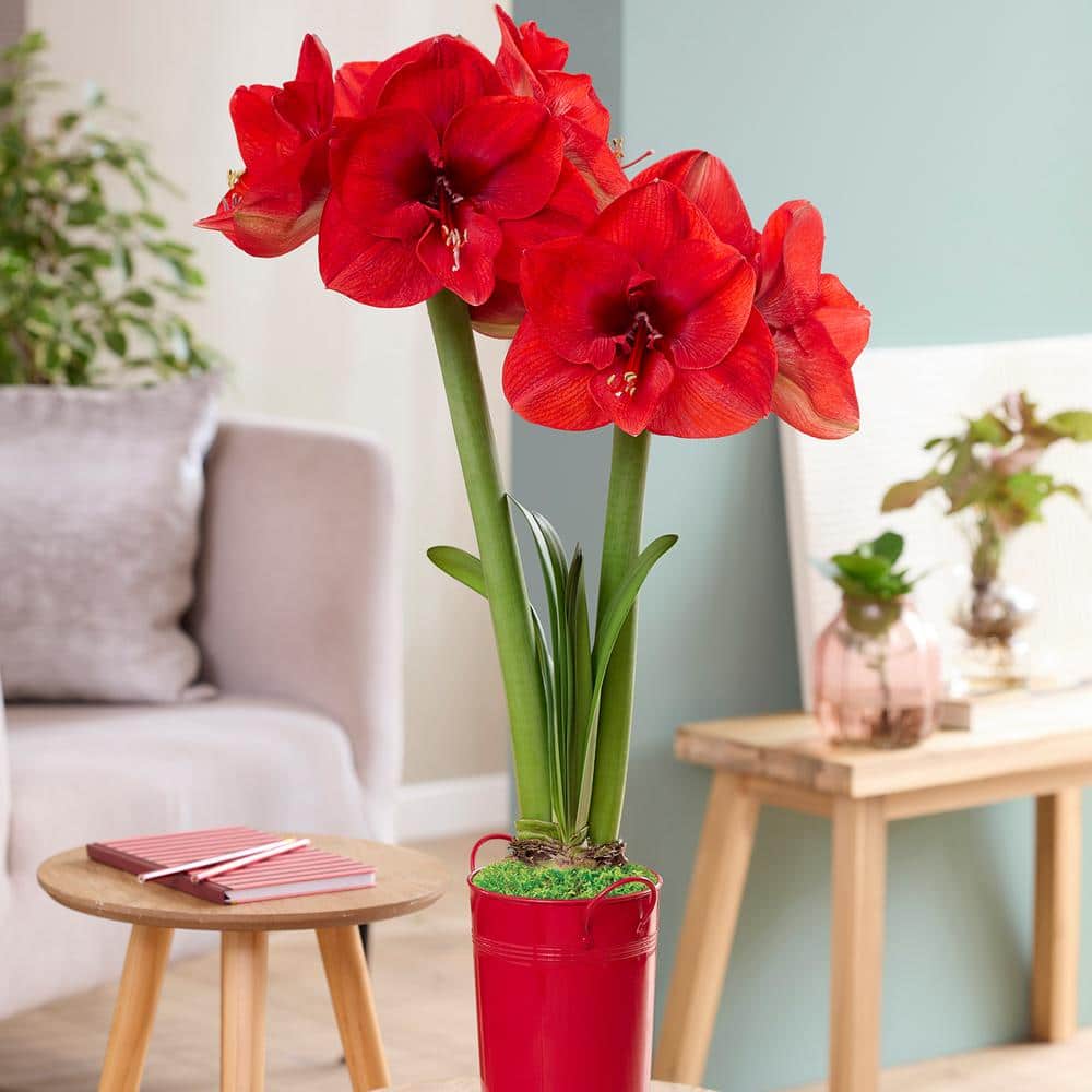 amari VAN ZYVERDEN Holiday Fast Track Amaryllis Kit Hypersonic with 8 in