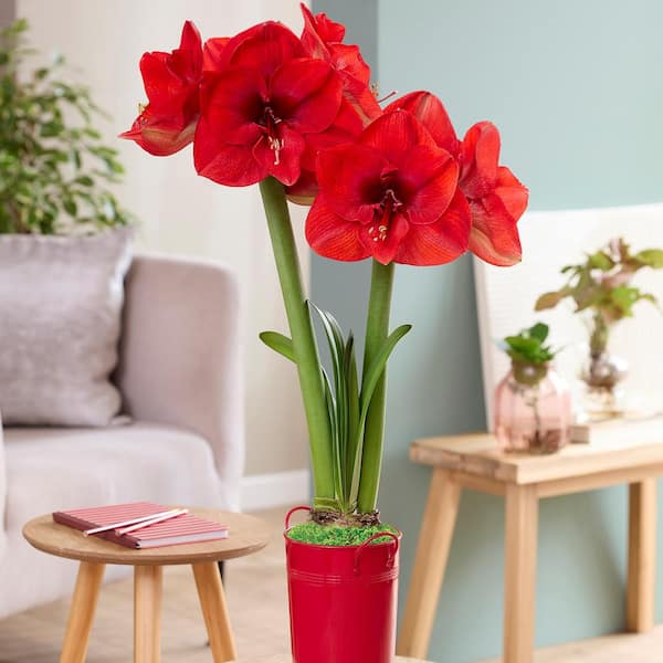 VAN ZYVERDEN Holiday Fast Track Amaryllis Kit Hypersonic with 8 in. XL Artisan Decorative Planter, Set of 1 Bulb