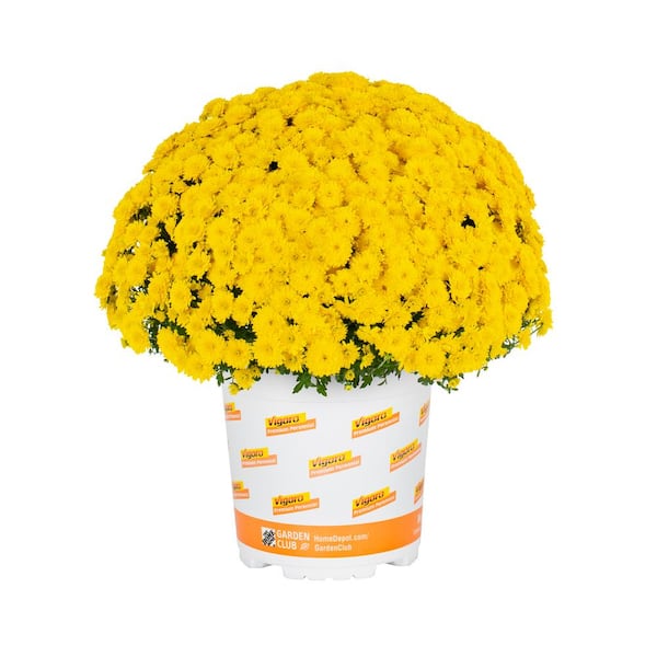 Vigoro 1 Gal. Yellow Mum Chrysanthemum Perennial Plant (1-Pack)