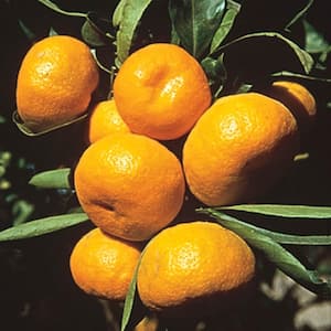 Dwarf Cleopatra Mandarin Orange Tree Bare Root Tropical Citrus Fruit Plant (1-Pack)