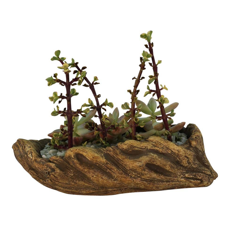 7.25 in. x 4.25 in. x 2.25 in. Driftwood Ceramic Wood Plant Pot - Unique Su