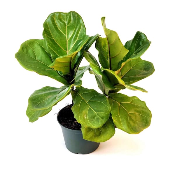 national PLANT NETWORK 6 in. Ficus Lyrata Suncoast Plant in Grower Container