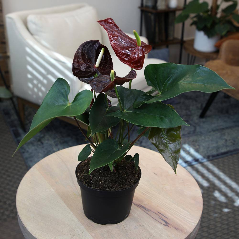 Chocolate Flamingo Anthurium in Black Grower Pot, 24" Tall