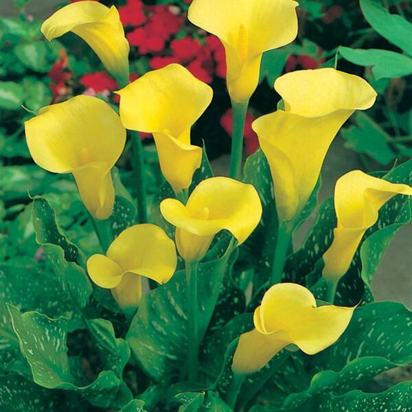 Unbranded Calla Lily Yellow Dormant Bulbs (9-Pack)