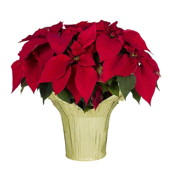 METROLINA GREENHOUSES 3.5 QT. 8 in. Live Christmas Poinsettia Red with Gold Foil Holiday Plant (1-Pack)