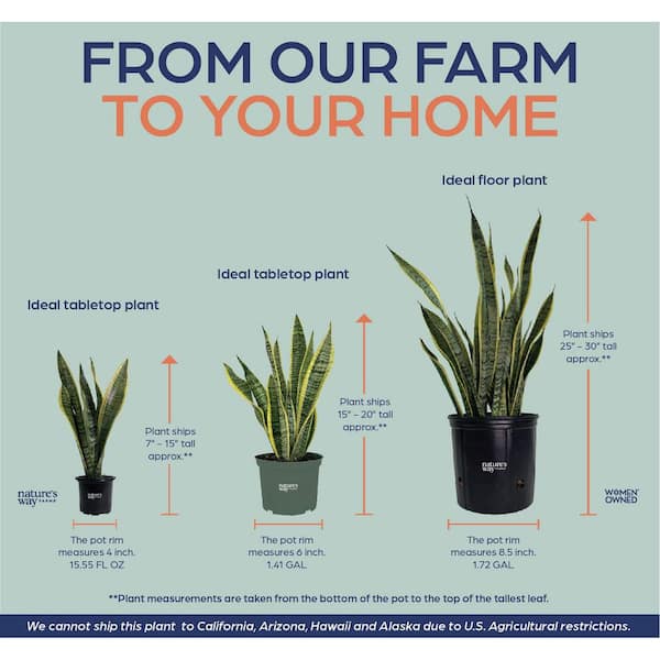 2 Gal. Live Sansevieria Laurentii Plant in Grower Pot 1002968685 - The Home  Depot