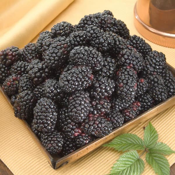 Gurney's Columbia Giant Blackberry (Rubus), Live Deciduous Bare Root Fruit Bearing Shrub (1-Pack)