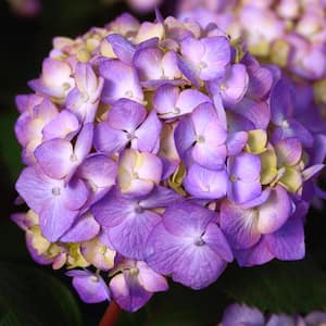1 Gal. Bloomstruck Reblooming Hydrangea Shrub with Pink and Purple Flowers (2-Pack)