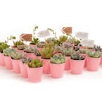 2 in. Wedding Event Rosette Succulents Plant with Pink Metal Pails and Let Love Grow Tags (100-Pack)