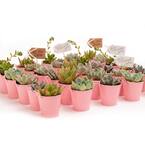 2 in. Wedding Event Rosette Succulents Plant with Pink Metal Pails and Let Love Grow Tags (140-Pack)