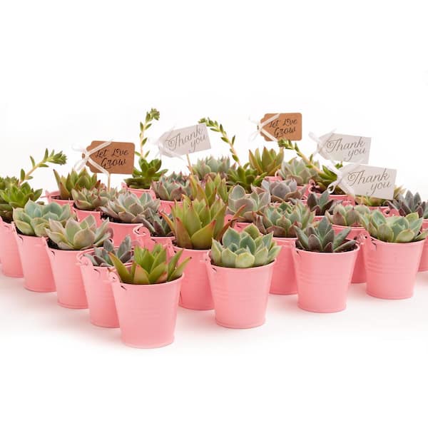 2 in. Wedding Event Rosette Succulents Plant with Pink Metal Pails and Let Love Grow Tags (60-Pack)