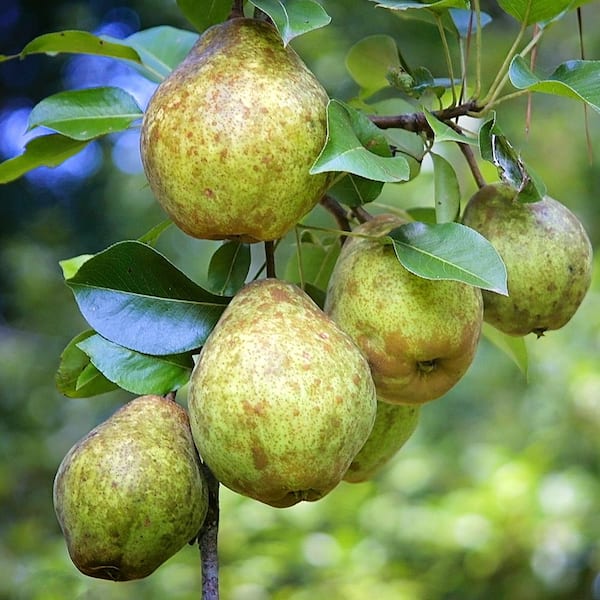 Unbranded Kieffer Pear Fruit Tree