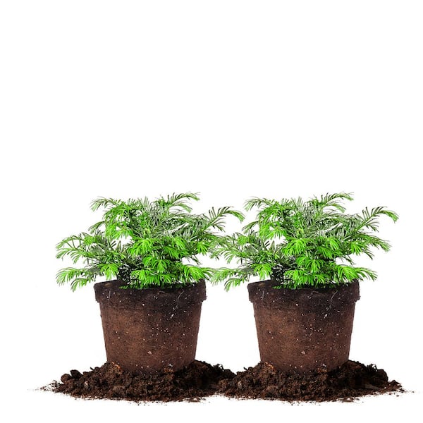 Unbranded 3 Gal. Spreading Yew Shrub (2-Pack)