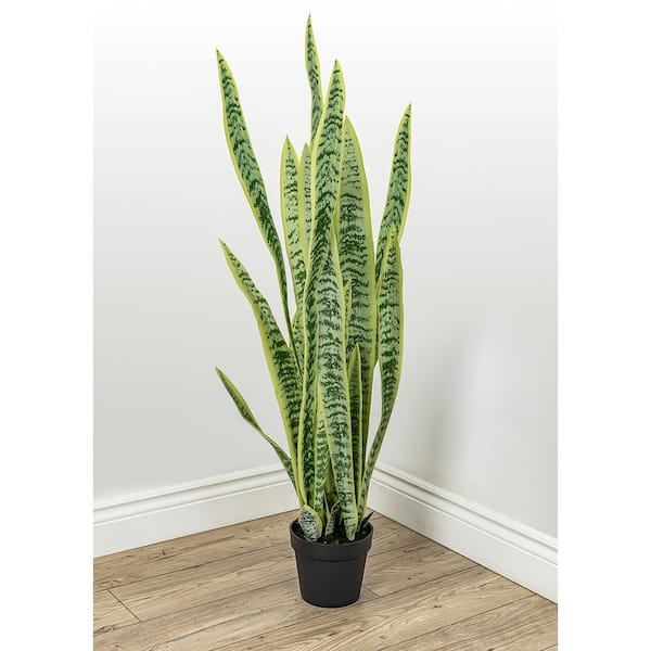 Unbranded Botanical 3.5 ft. Green and Yellow Sansevieria Cylindrica in Pot