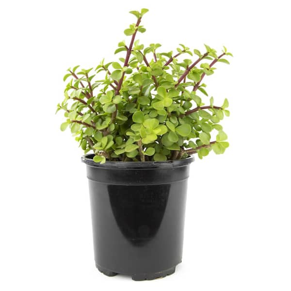 ALTMAN PLANTS 1 Gal. Portulacaria Afra Prostrata Succulent Plant ...