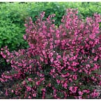 1 Gal. Wine and Roses Reblooming Weigela (Florida) Live Shrub, Pink Flowers and Dark Purple Foliage