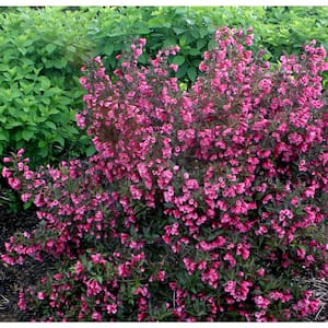 4.5 in. Qt. Wine and Roses Reblooming Weigela (Florida) Live Shrub, Pink Flowers and Dark Purple Foliage