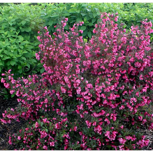 PROVEN WINNERS 4.5 in. Qt. Wine and Roses Reblooming Weigela (Florida) Live Shrub, Pink Flowers and Dark Purple Foliage