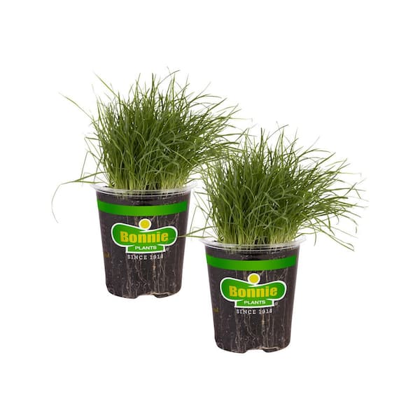 Bonnie Plants 19 oz. Pet Grass Herb Plant (2-Pack)