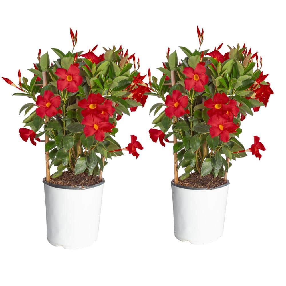 Costa Farms 2.5 qt. Outdoor Grower's Choice Mandevilla Trellis Plant in Grower Pot 2Pack, Avg