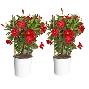 2.5 qt. Outdoor Grower's Choice Mandevilla Trellis Plant in Grower Pot 2-Pack, Avg. Shipping Height 1-2 ft. Tall
