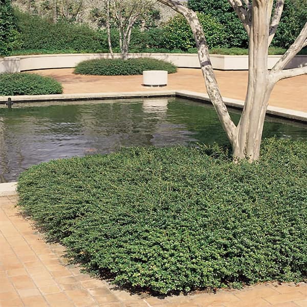 FLOWERWOOD 2.5 Gal. Ilex Crenata Japanese Holly Soft Touch Shrub