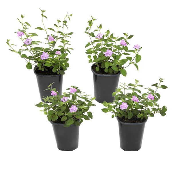 1 qt. Lantana Trailing Blue Purple Plant Collection (4-Pack)