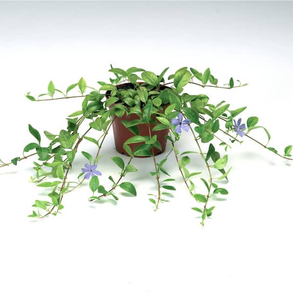 ALTMAN PLANTS 2.5 Qt. Periwinkle Vinca Minor Live Shrub Plant with