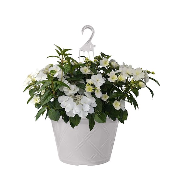 hawaiian dracaena Dracaena Hawaiian Sunshine, Striped Dracaena Deremensis
