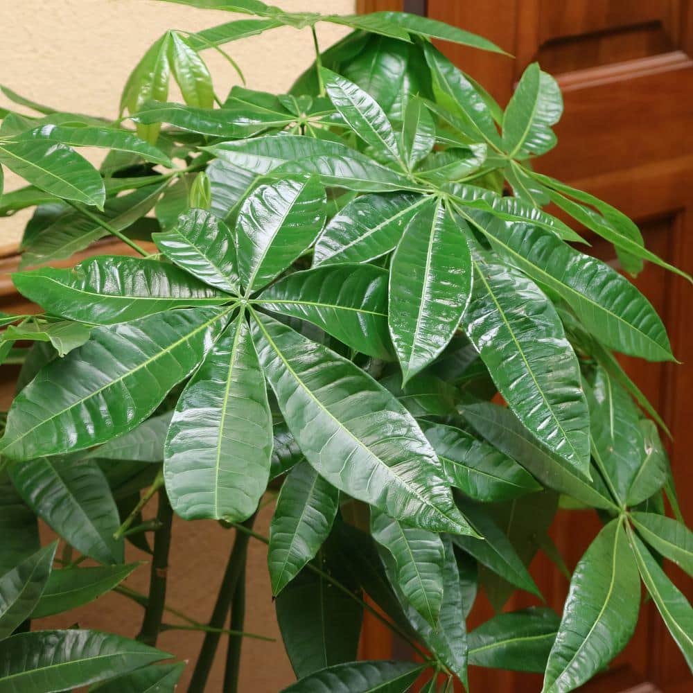 30" Black Ceramic Braided Money Tree Indoor Plant