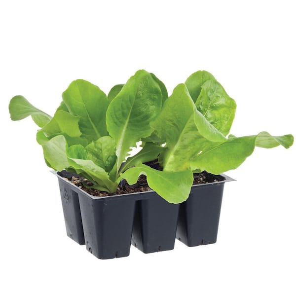 Bonnie Plants 1.19 qt. Buttercrunch Lettuce Live Plant