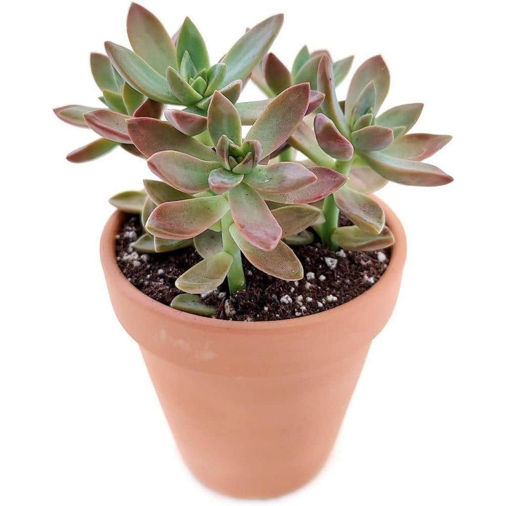 California Sunset Succulent-Live Starter Plant in a 2 Inch Pot-Graptosedum Purple-Succulent price history on PriceWatchPro