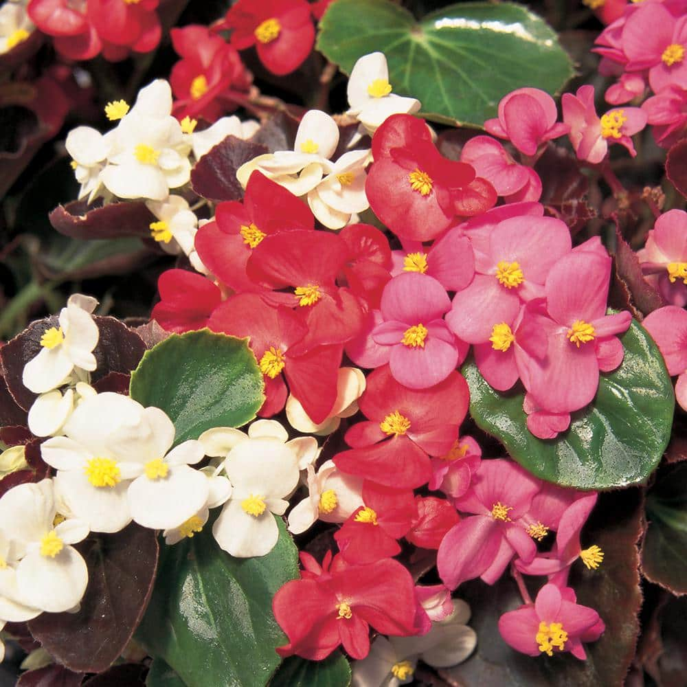 BELL NURSERY 4.73 l Begonia in 10 In. Hanging Plant Basket 68282 - The ...