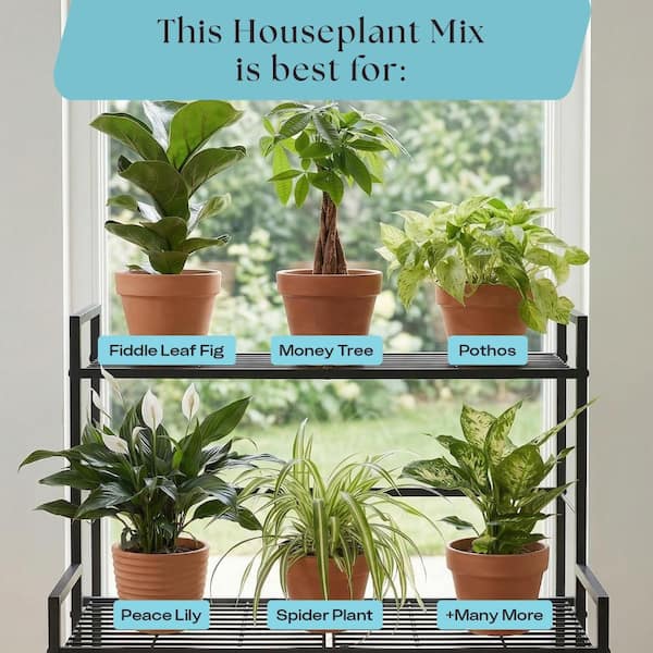 where do you buy succulents Succulent Variety Packs main image 0