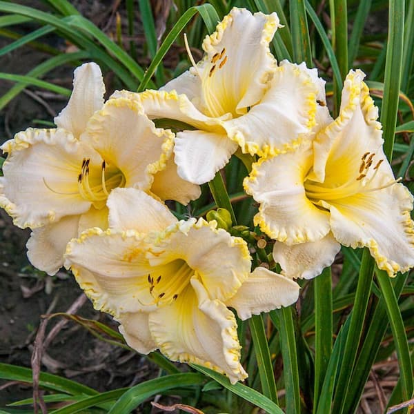 DIRECT GARDENING Marquee Moon White and Yellow Flowering Daylily  Hemerocallis Dormant Bare Root Perennial Starter Plant Roots (3-Pack) 97175