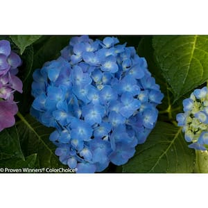 1 Gal. Let's Dance Blue Jangles Reblooming Hydrangea (Macrophylla) Live Shrub, Blue or Pink Flowers