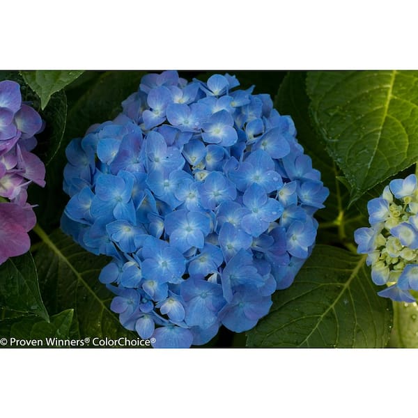 Faux Bamboo Beverage Dispenser – The Blue Hydrangea