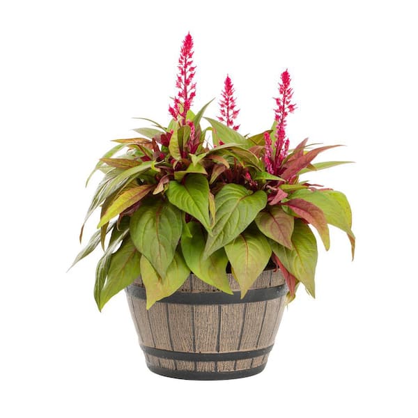1 Gal. Red Celosia Dragon's Breath Annual Plant in Napa Barrel Planter