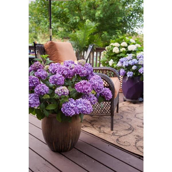 ◆Hydrangea4936◆ 642f0c225e8394e5fc89f231_119.webp