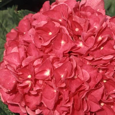 2.5 Gal - Merritt's Supreme Pink Hydrangea(Macrophylla) Live Deciduous Shrub, Pink or Blue Blooms