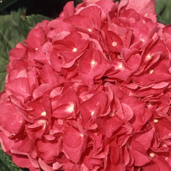 FLOWERWOOD 2.5 Gal - Merritt's Supreme Pink Hydrangea(Macrophylla) Live Deciduous Shrub, Pink or Blue Blooms