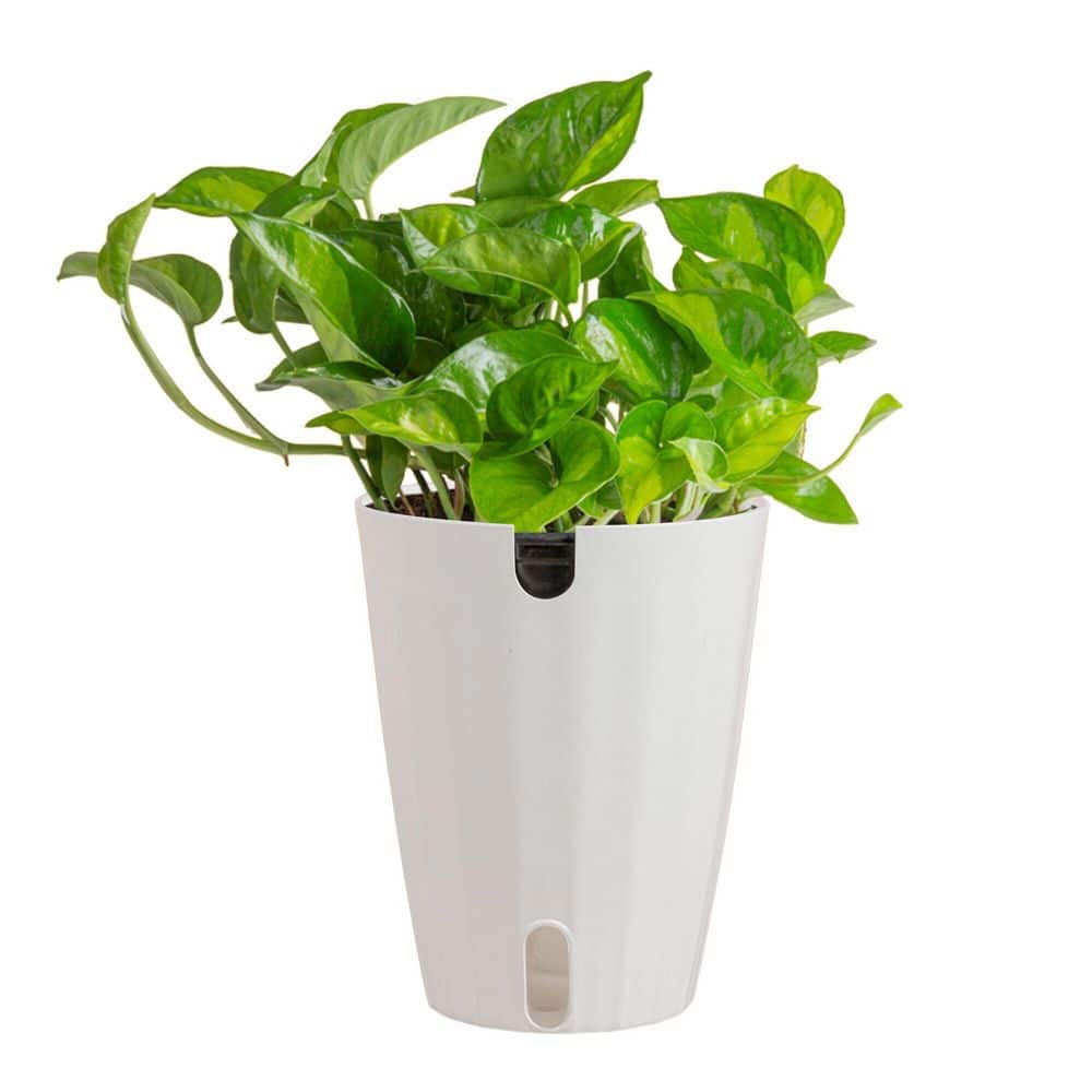 costa-farms-house-plants-m-egg