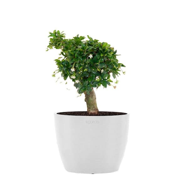 United Nursery Fukiean Tea Live Bonsai in 6 inch Premium Ecopots Sustainable Pure White Pot with Removeable Drainage Plug