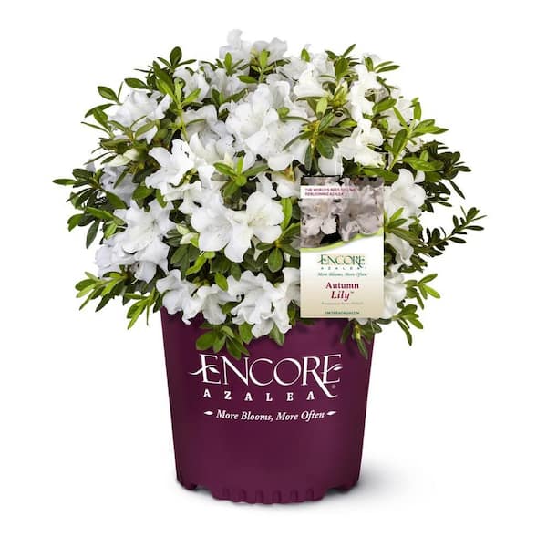 3 Gal. Lily Encore Azalea Shrub with Brilliant White Reblooming Flowers