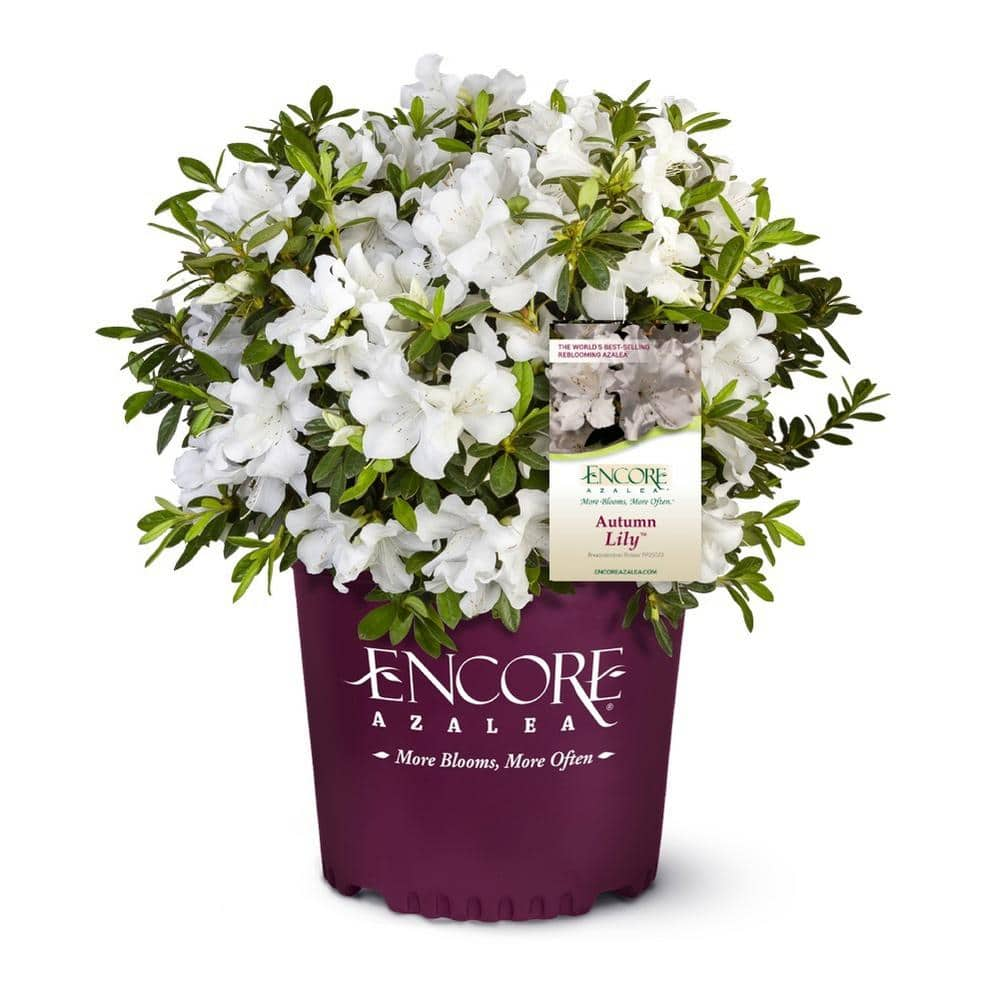 ENCORE AZALEA 3 Gal. Lily Encore Azalea Shrub with Brilliant White ...